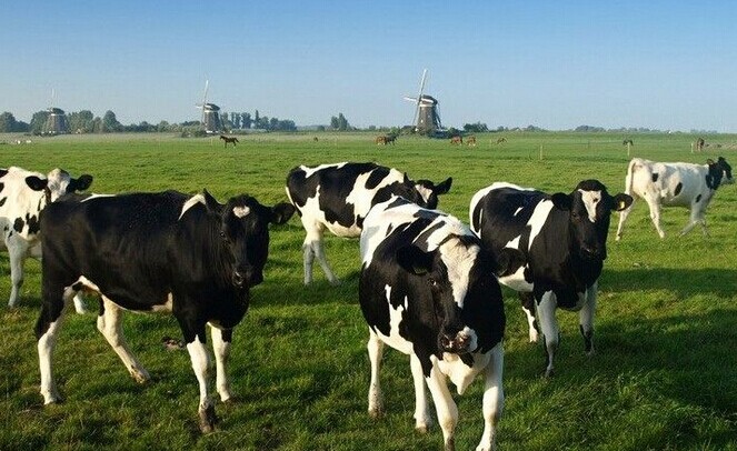 气候环境不利 恒天然澳洲牛奶产能下滑11%